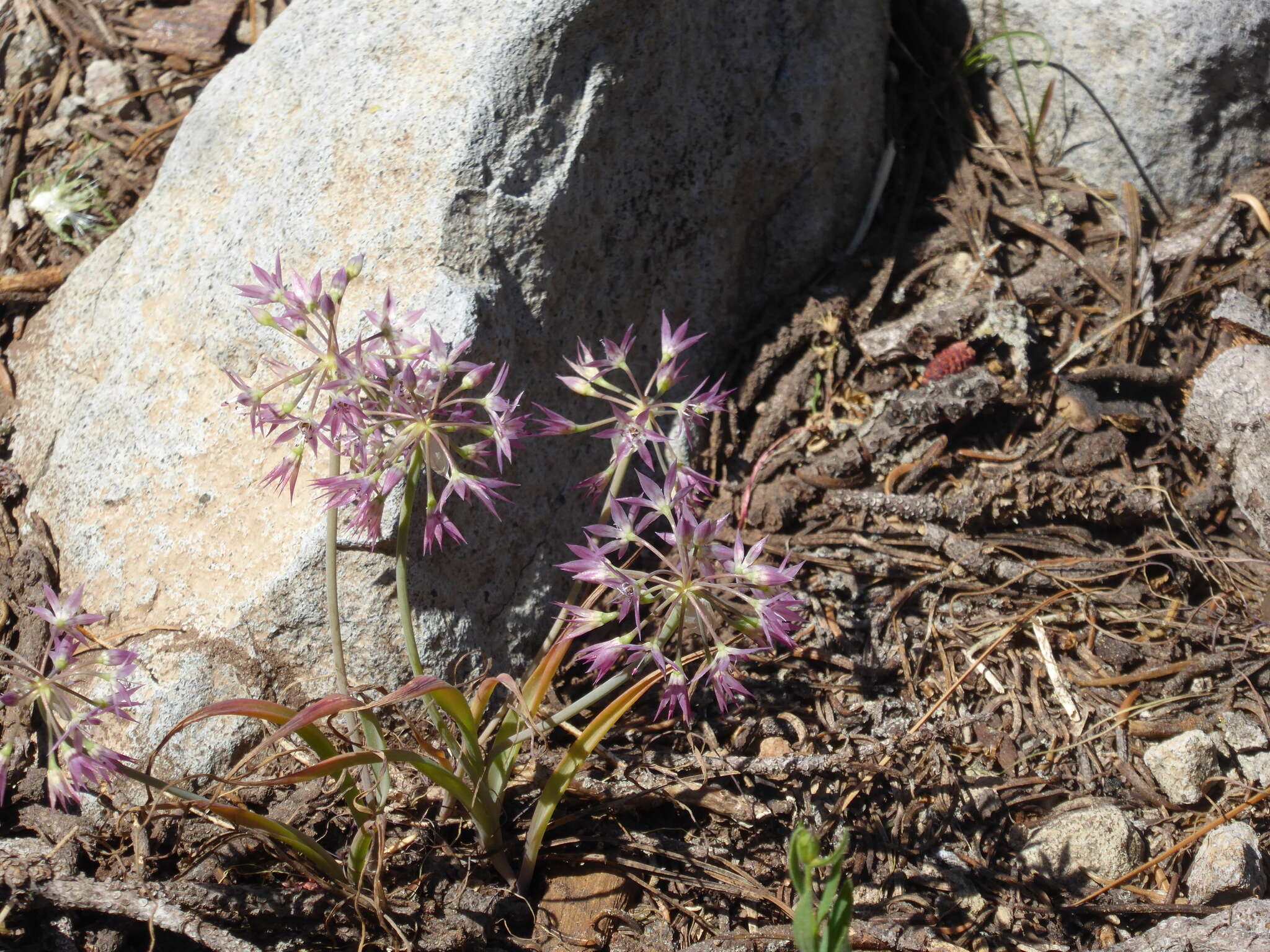 Image of dusky onion