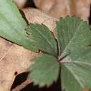 Imagem de Potentilla canadensis L.