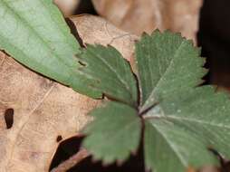 Image of dwarf cinquefoil