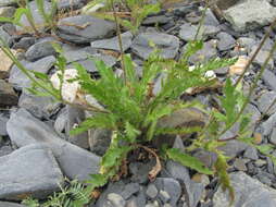 Image of Papaver oreophilum Rupr.