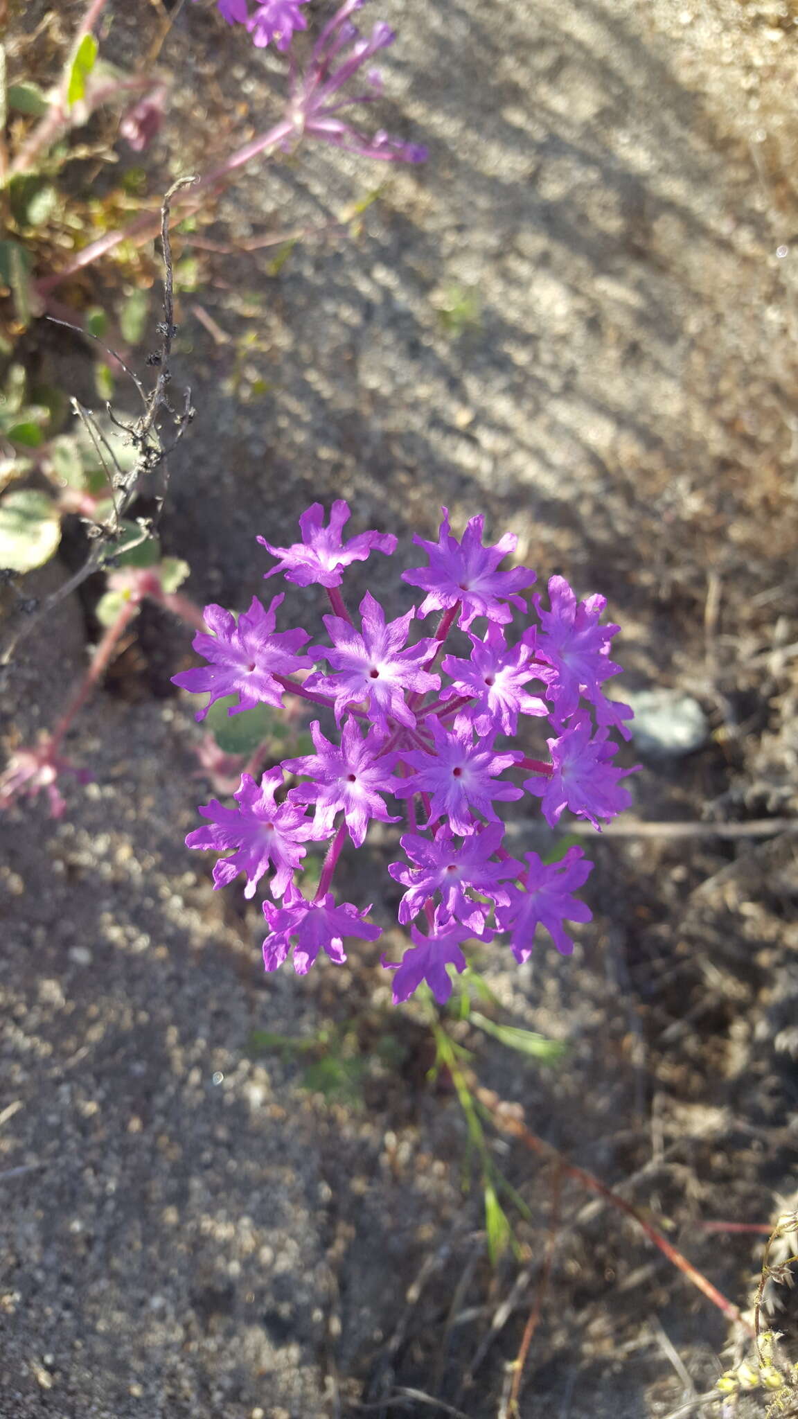 Image of desert sand verbena