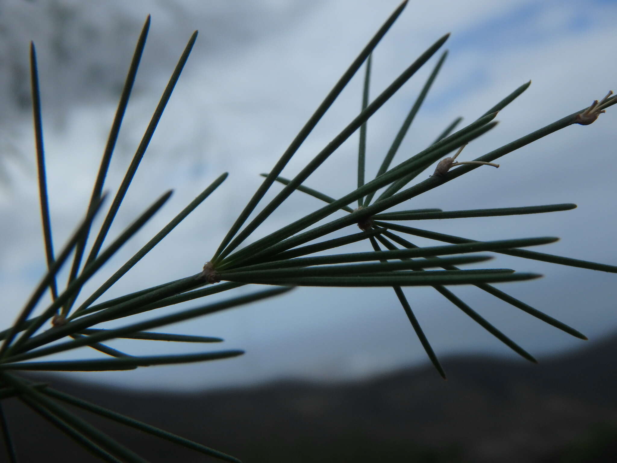 Image of Asparagus plocamoides Webb ex Svent.