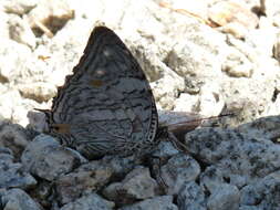 Image of Baeotus japetus Staudinger 1886