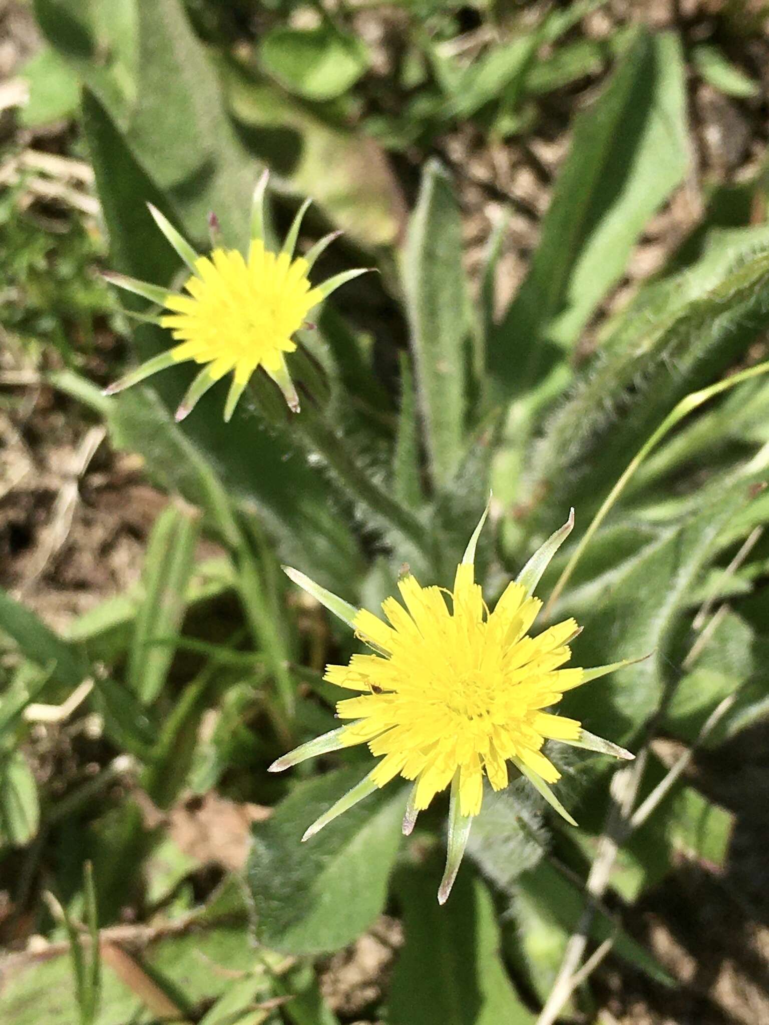 Image of Hypochaeris megapotamica Cabrera