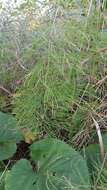 Image of Wood Horsetail