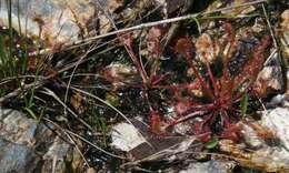 Image of Common Sundew