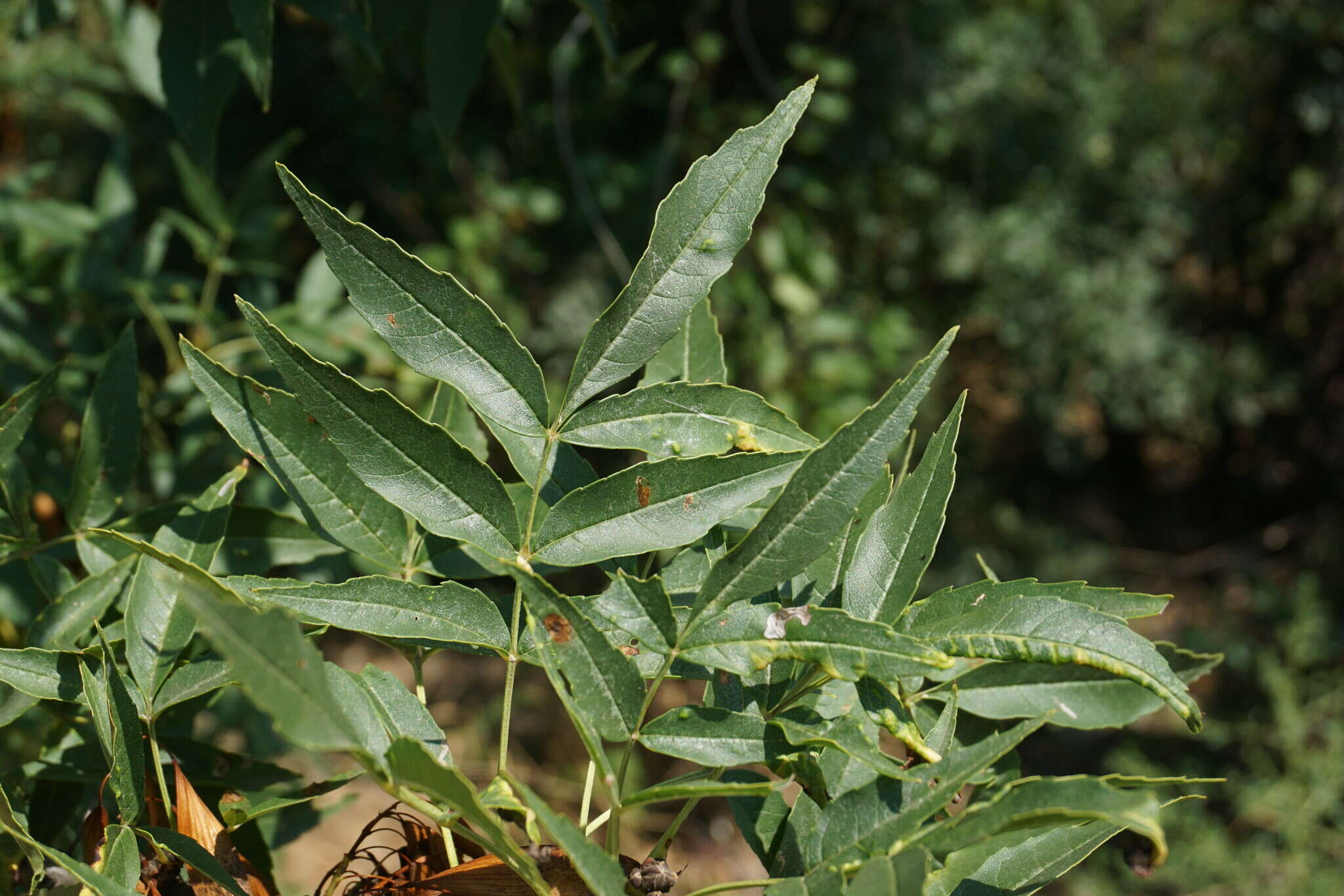 Image of Fraxinus angustifolia subsp. oxycarpa (M. Bieb. ex Willd.) Franco & Rocha Afonso