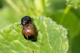 Sivun <i>Colaspidema barbarum</i> kuva