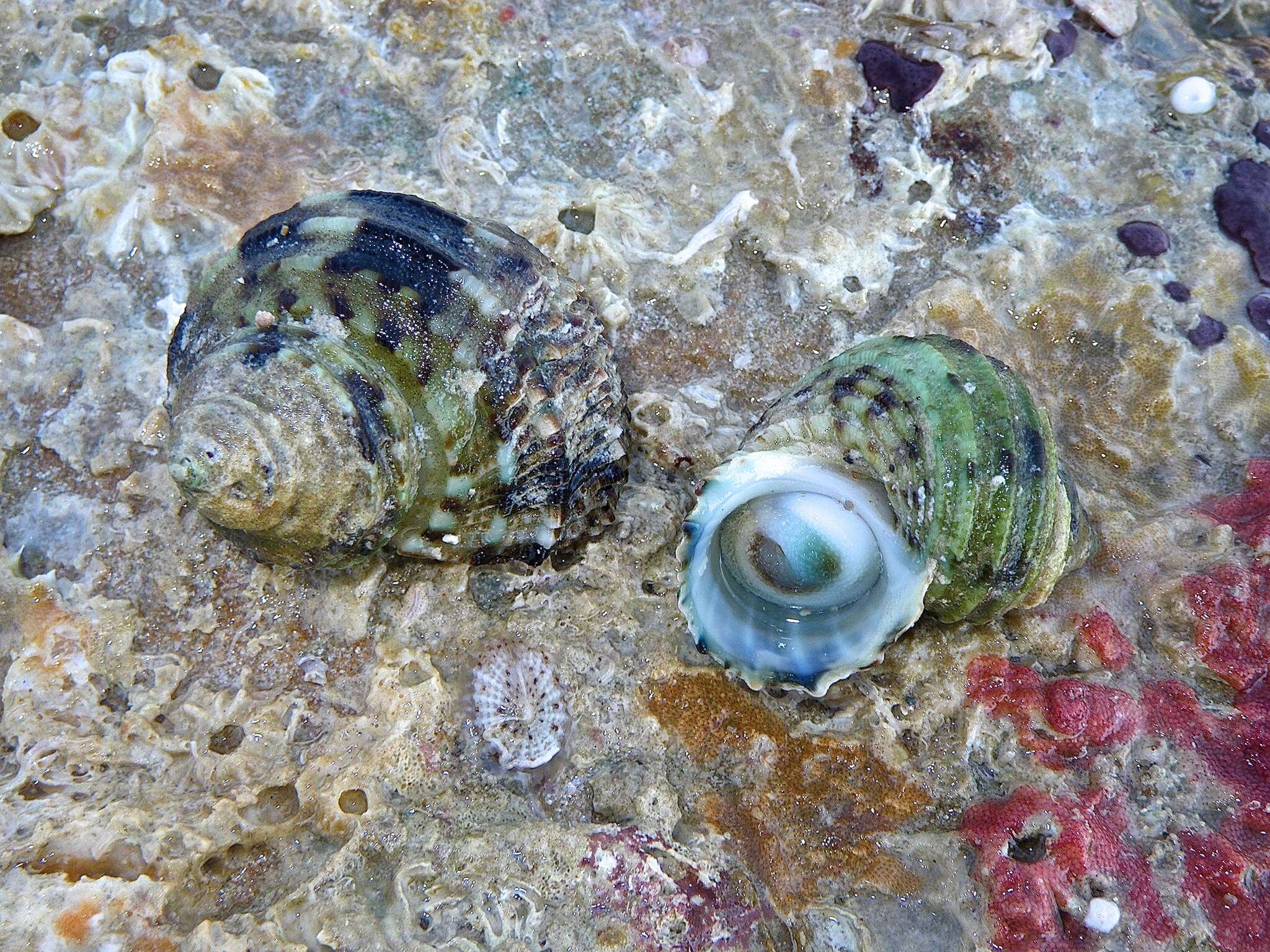 Image of silver-mouthed turban