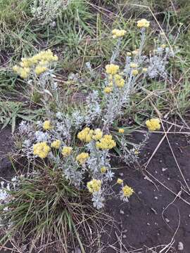 Image of Helichrysum callicomum Harv.