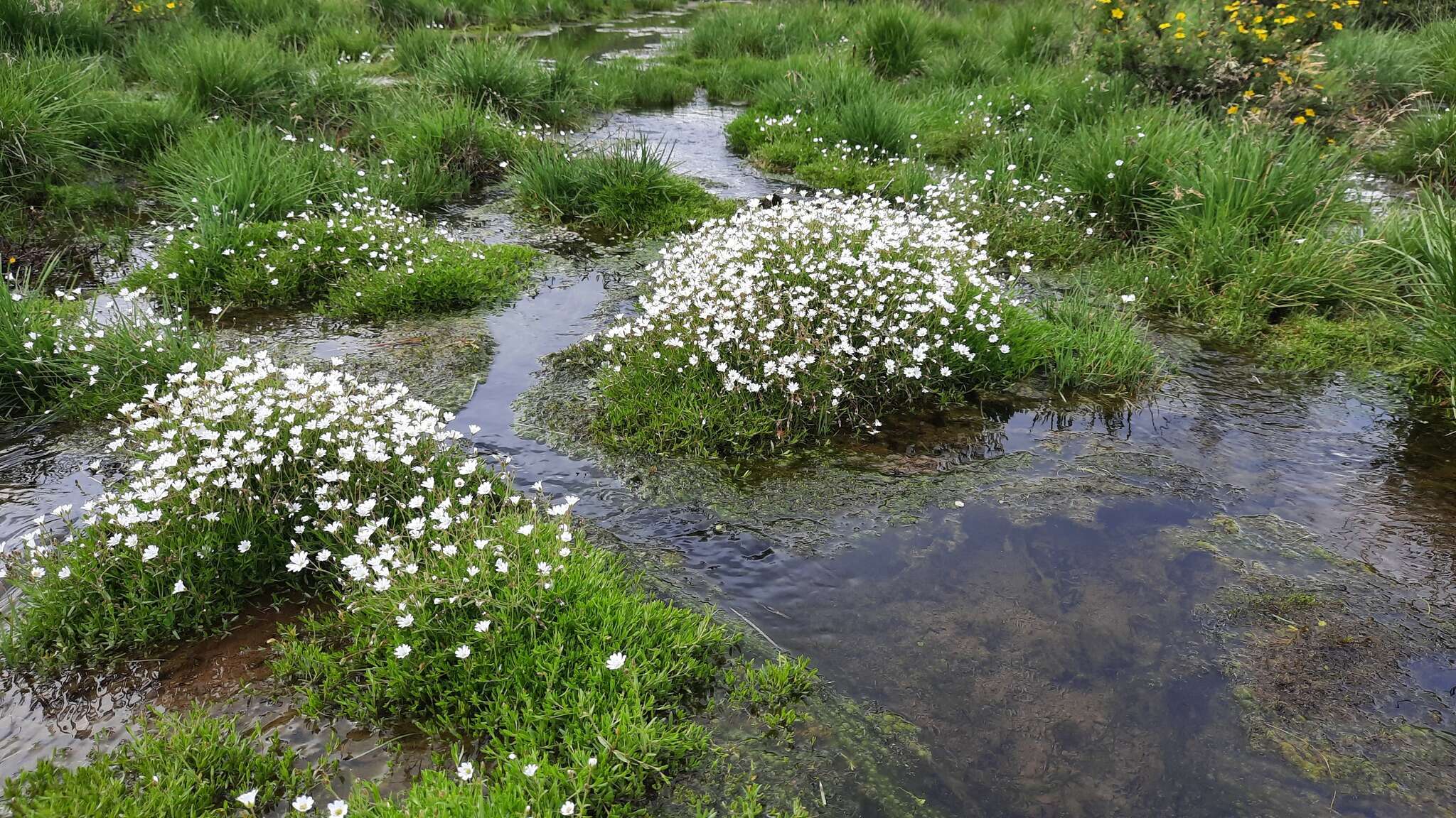 Plancia ëd Cerastium cerastoides (L.) Britton