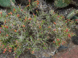 Image de Cylindropuntia leptocaulis (DC.) F. M. Knuth