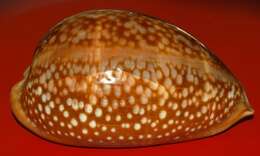 Image of Atlantic deer cowrie