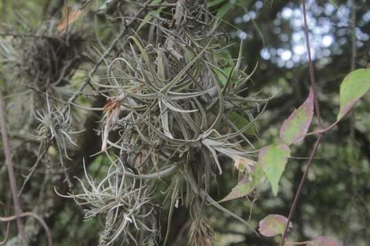 Image of Tillandsia lepidosepala L. B. Sm.