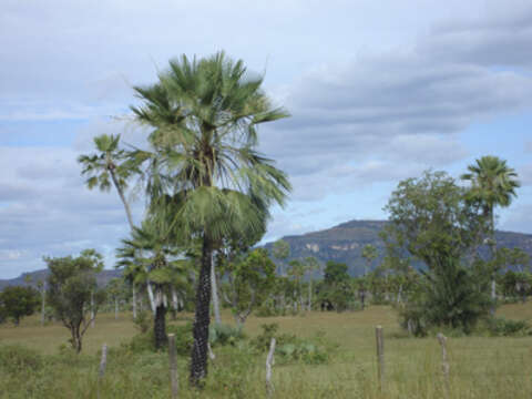 Copernicia prunifera (Mill.) H. E. Moore resmi