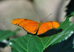 Image of Dryas