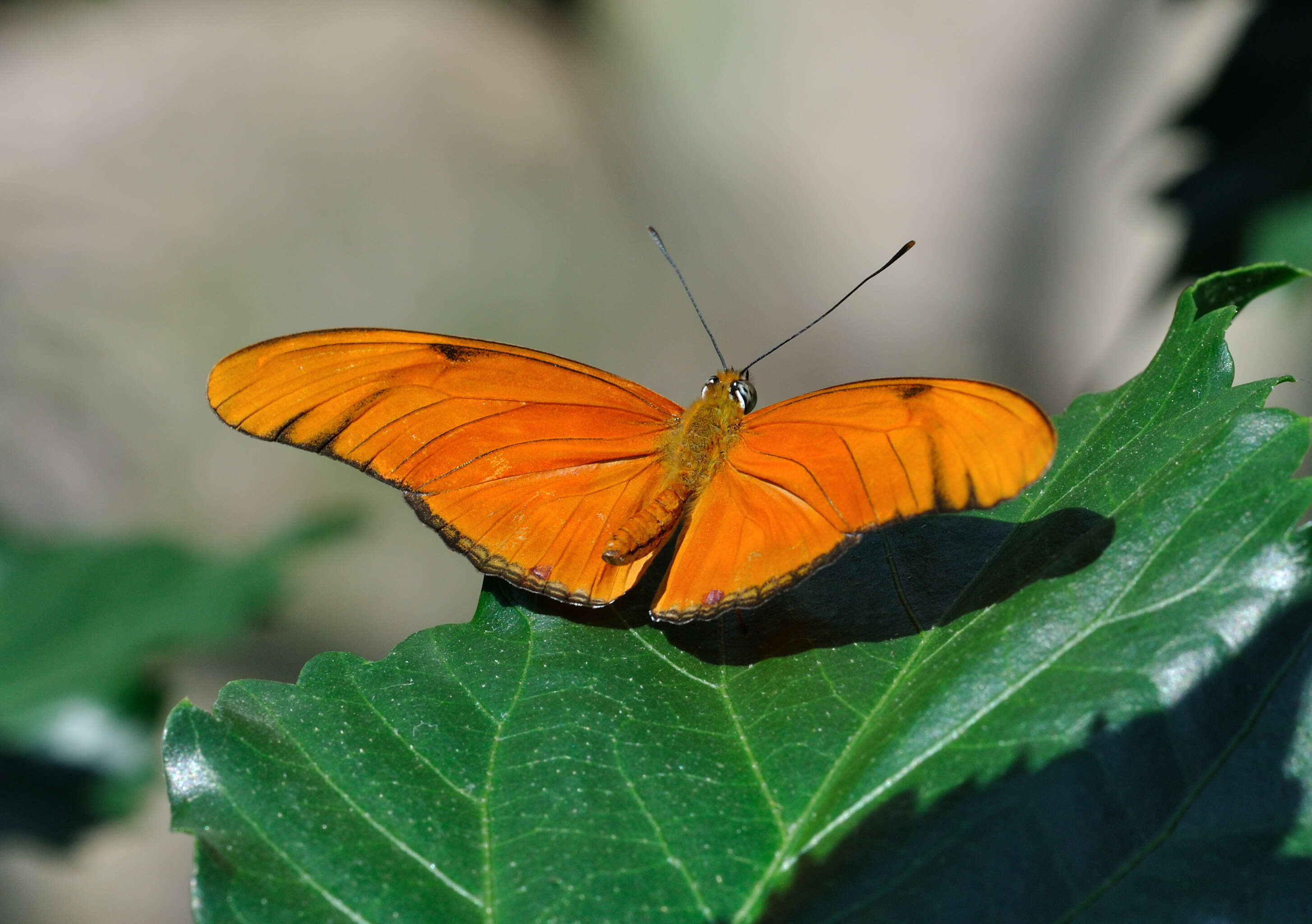 Image of Dryas