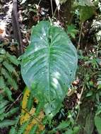 Anthurium ochranthum K. Koch resmi