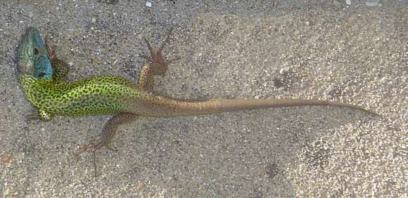 Image of Iberian Emerald Lizard