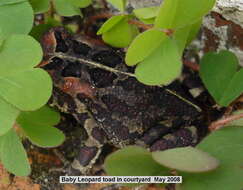 Image of Panther toad