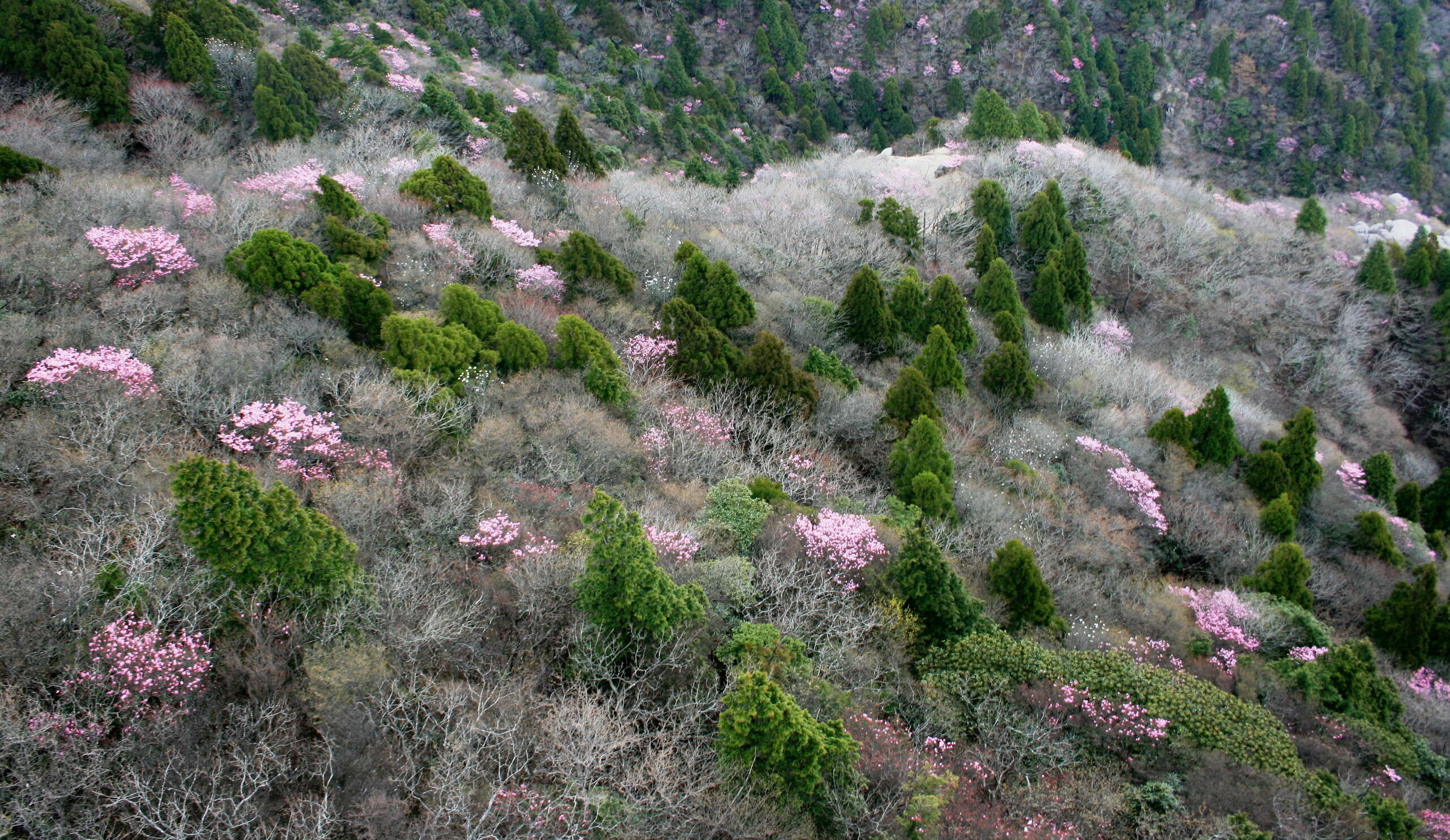 Imagem de Magnolia salicifolia (Siebold & Zucc.) Maxim.