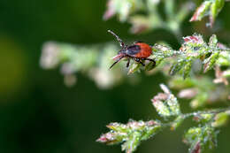 Image of Ixodes ricinus (Linnaeus 1758)