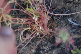 Image of streambank springbeauty