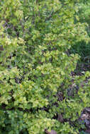 Image of Mountain Currant