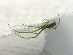 Image of Tetragnatha viridis Walckenaer 1841