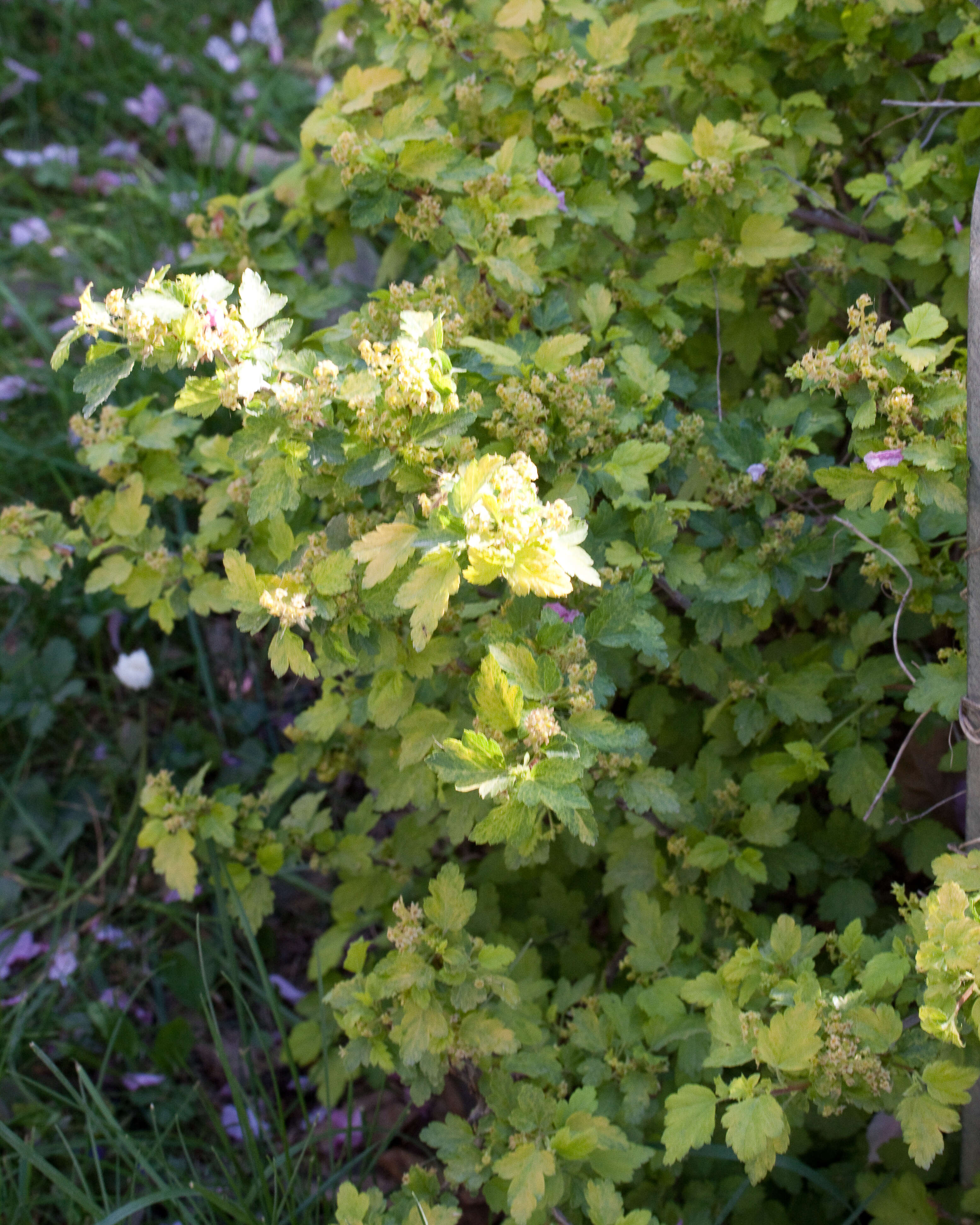 Image of Mountain Currant