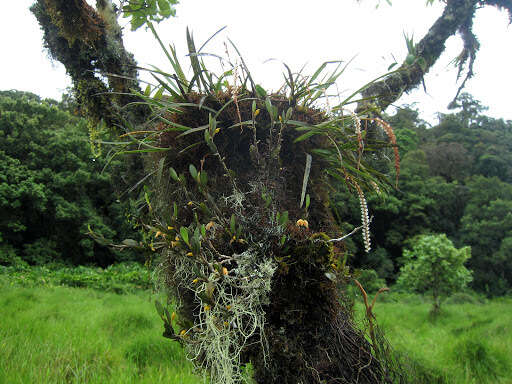 صورة Bulbophyllum mutabile (Blume) Lindl.