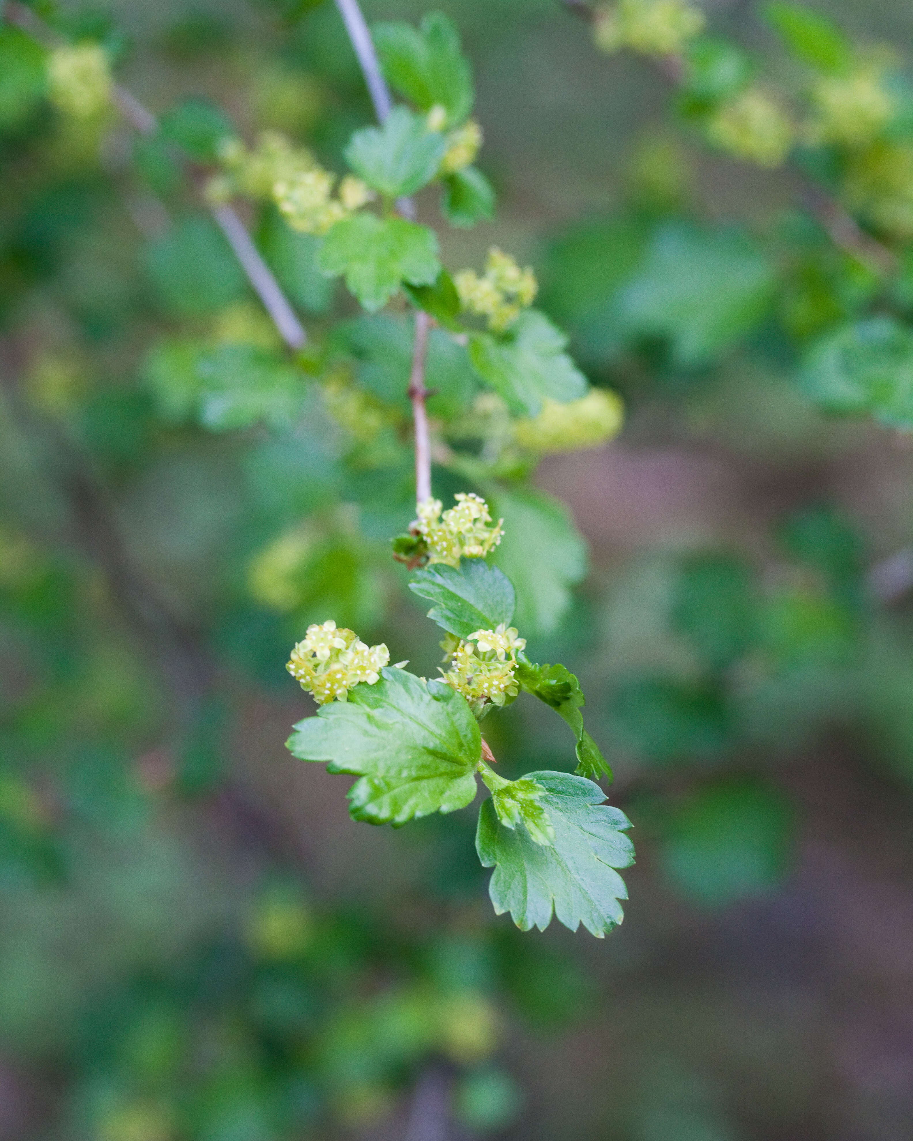 Image of Mountain Currant