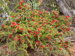 Image of Melaleuca cyrtodonta Turcz.