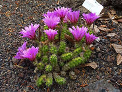 Image of Berlandier's Hedgehog Cactus