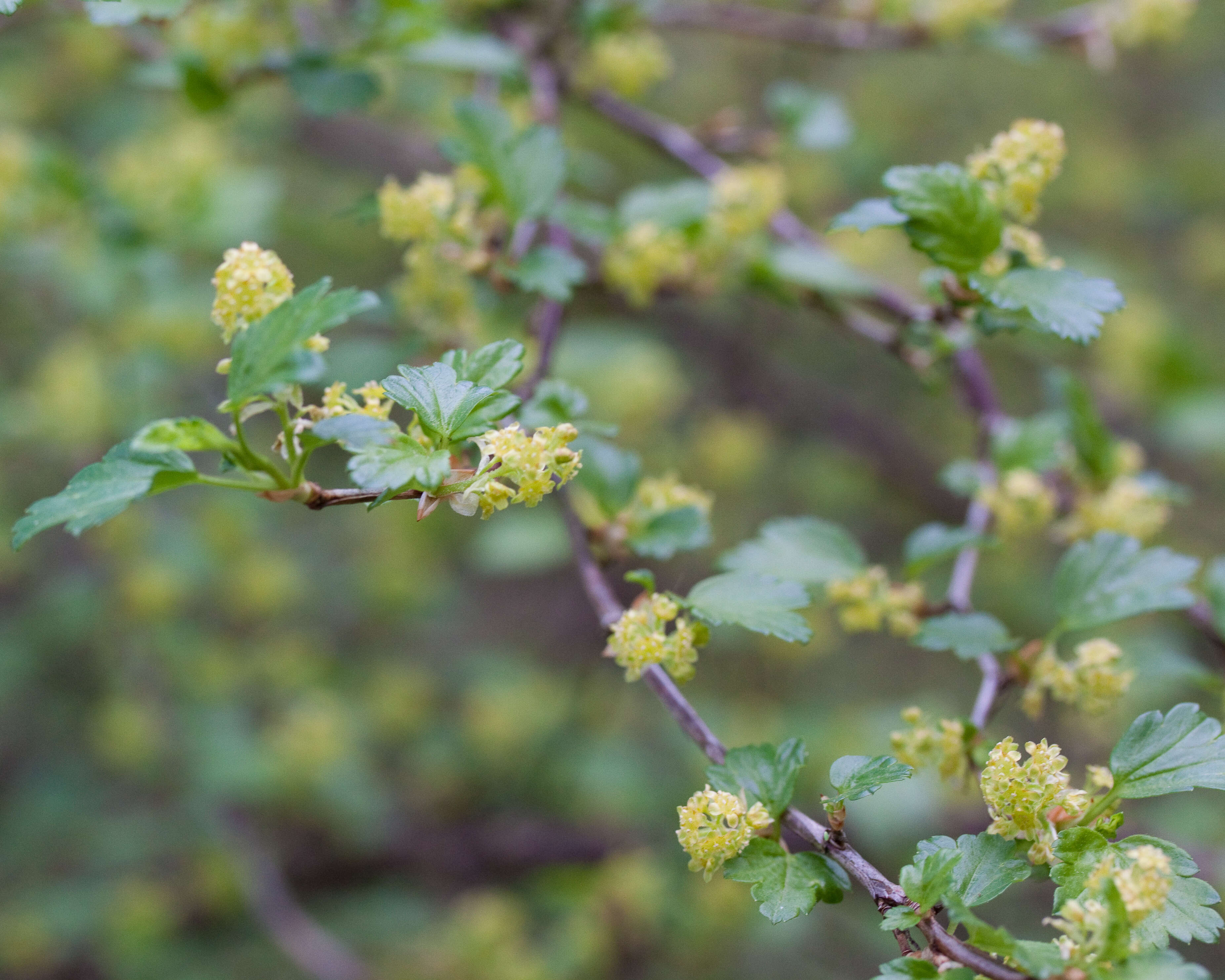 Image of Mountain Currant