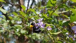 Imagem de Xylocopa calens Lepeletier 1841