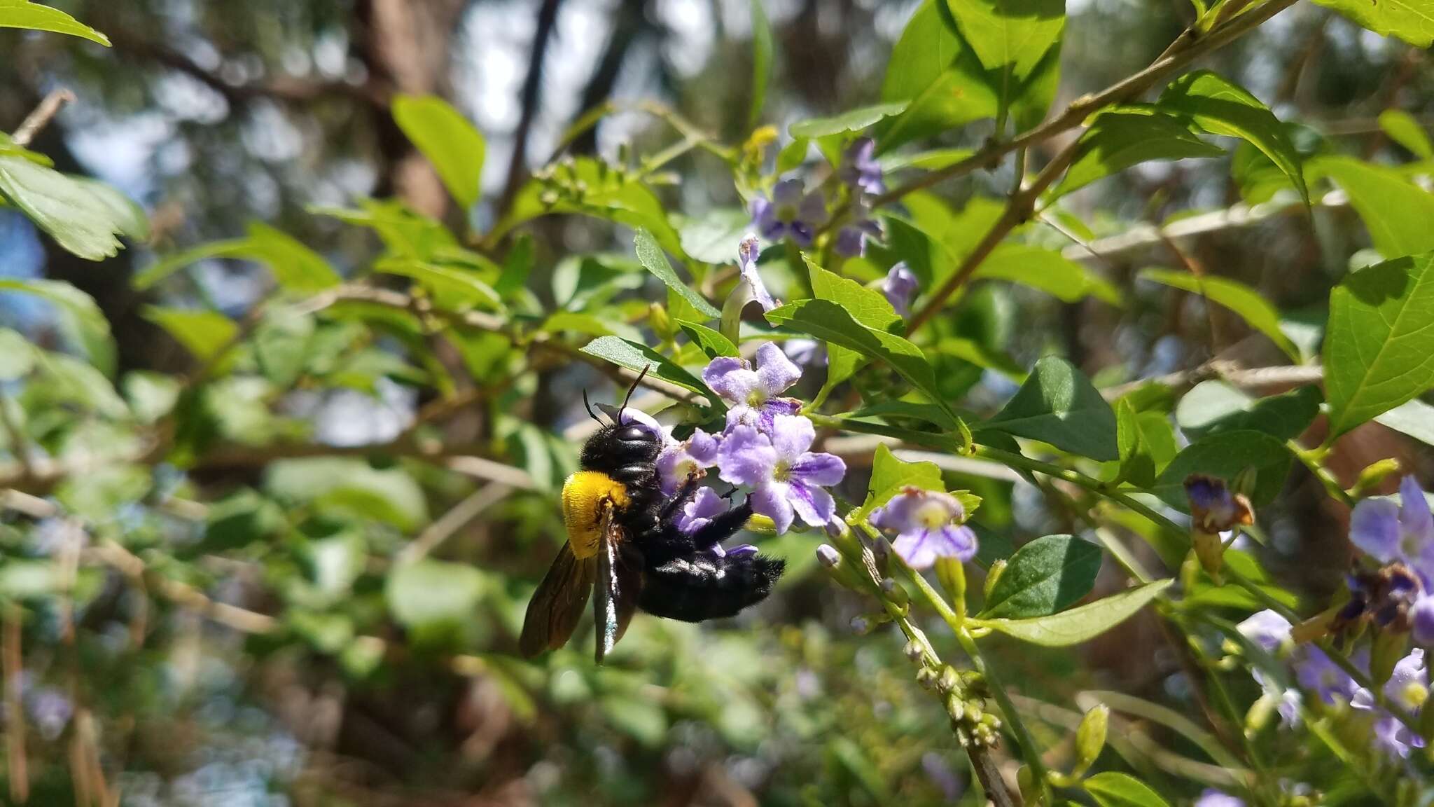 Imagem de Xylocopa calens Lepeletier 1841