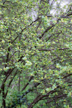 Image of Mountain Currant