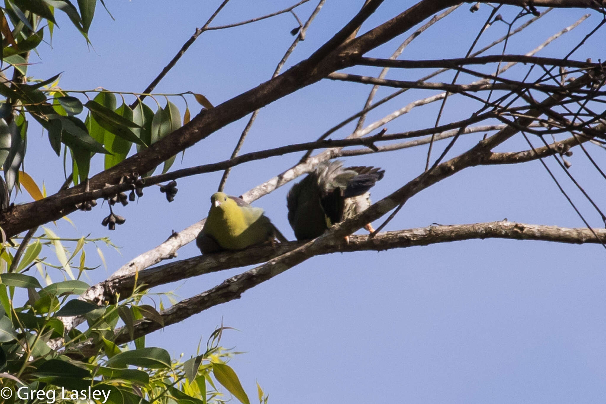 صورة Treron australis (Linnaeus 1771)