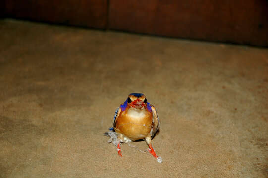 Image of Alcedo cristata