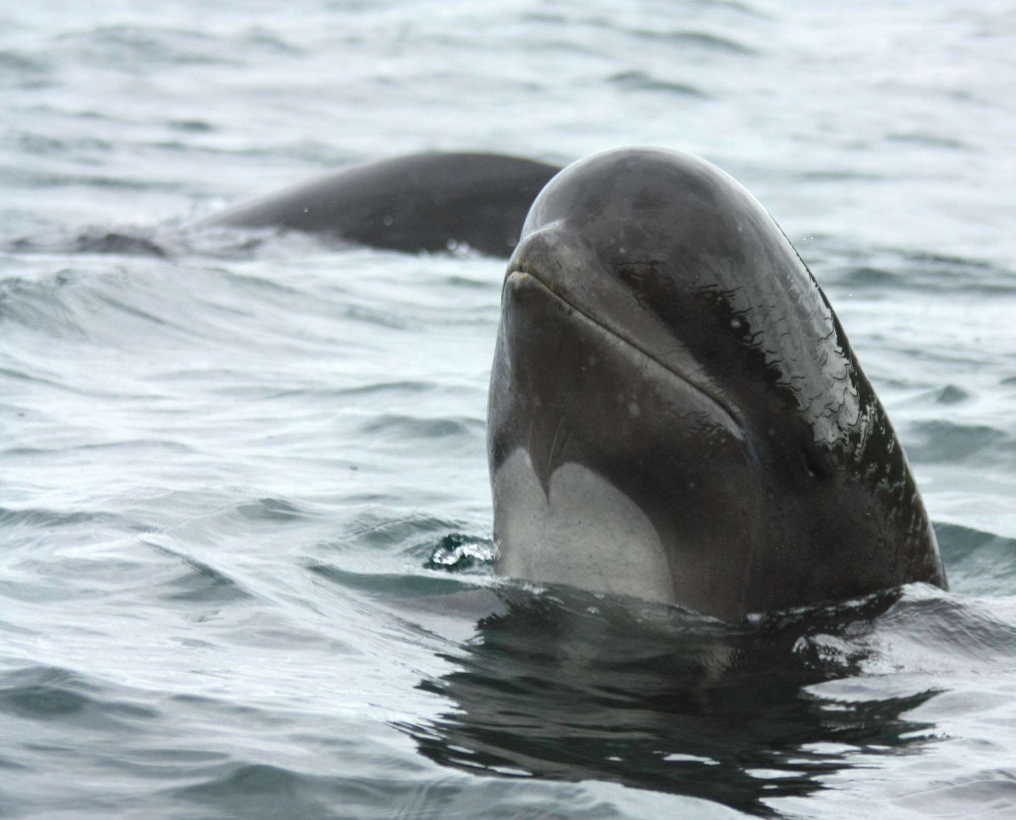 Image of Atlantic Pilot Whale