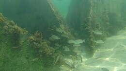 Image of Mutton Snapper