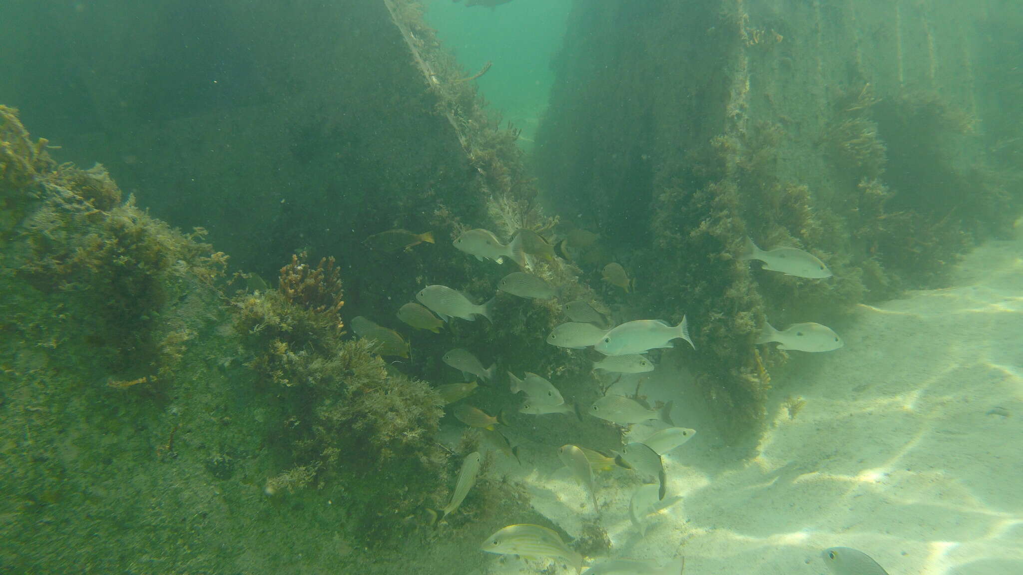 Image of Mutton Snapper
