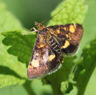 Image of Mint moth