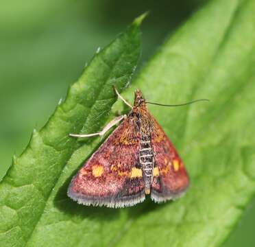 Image of Mint moth