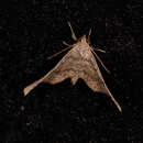Image of Pangrapta bicornuta Galsworthy 1997