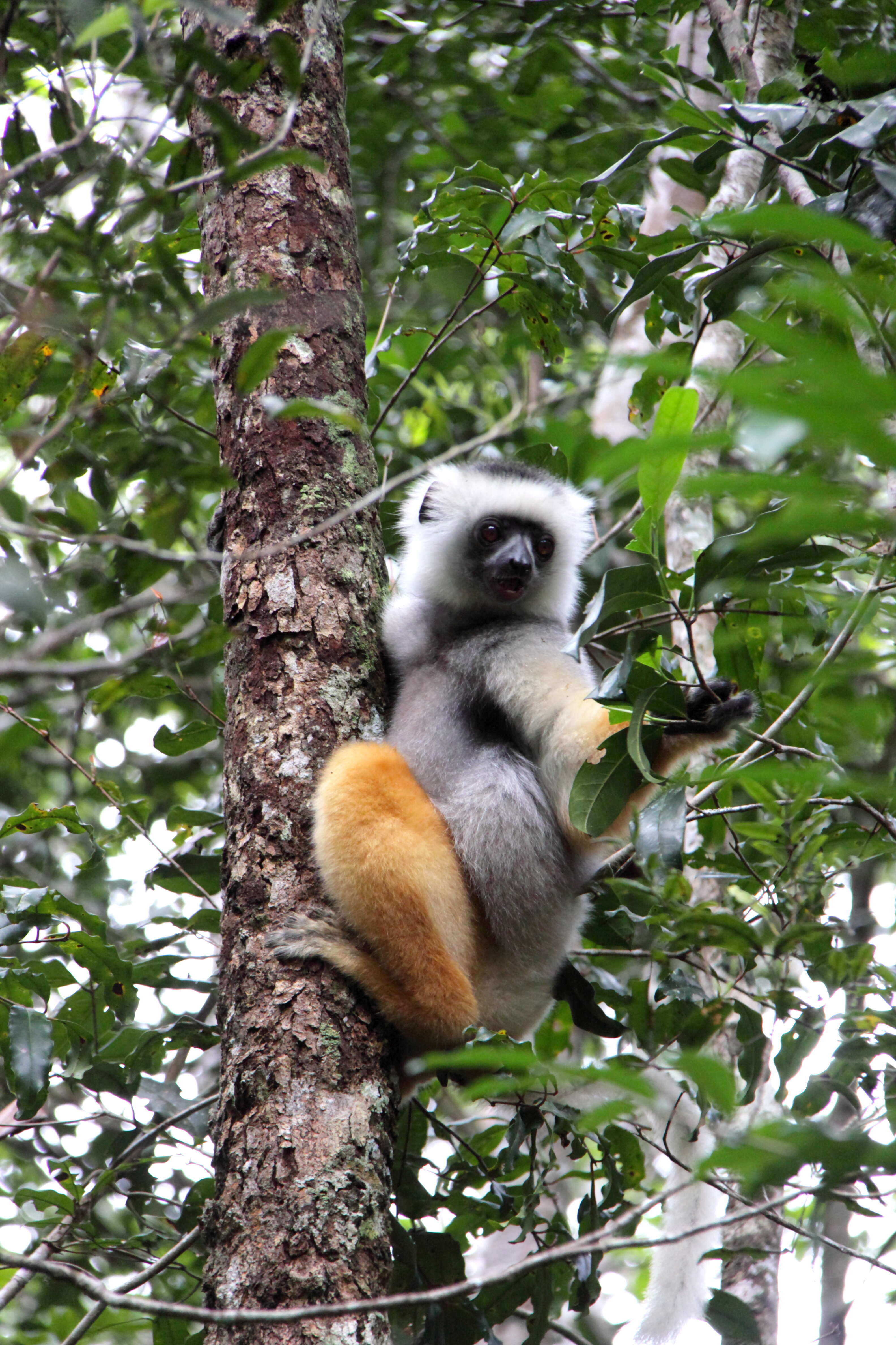 Image of Diadem Sifaka