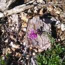 Image of Polygala major Jacq.