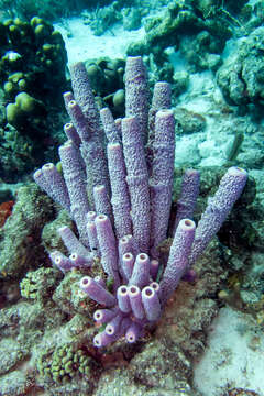 Image of Green Cactus Coral