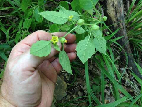 Image of Missouri groundcherry